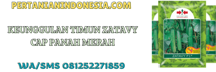 keunggulan,ketimun,mentimun,zatavy f1,pertanian indonesia